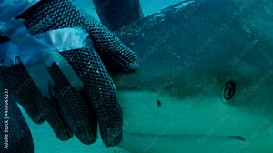 Scuba diver opening shark jaws in waters off coast of Grand Bahama