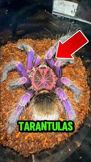 Top 5 Rarest Tarantulas in the World😱 #shorts #facts #tarantula