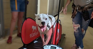 Treadmill helps Minneapolis shelter dogs burn off steam