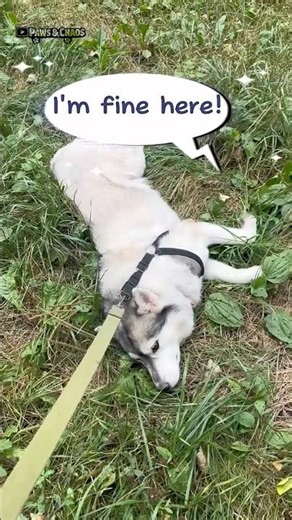 HUSKY Stubbornness Level: 1000% 📈🐕 #shorts