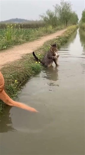 Amazing Teamwork! Cat and Dog Catch a Fish Together #cat #dog #fishing