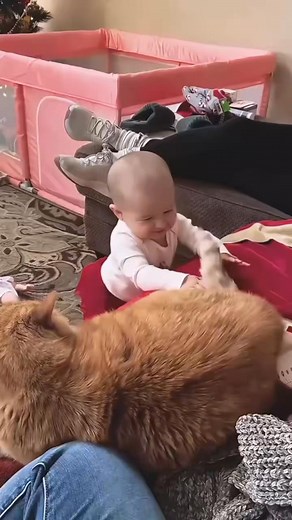 Cat beats child #cats #catvideos #catlovers #catsoftiktok #funnyvideo #catvskids | Cat Funny Videos 018