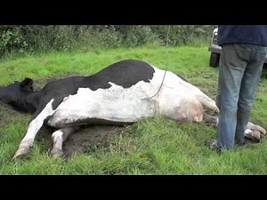 Cow goes down with milk fever