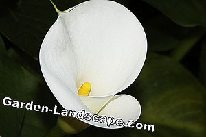 Plante: Calla, Zantedeschia - îngrijirea și iernarea plantei de casă | 2025