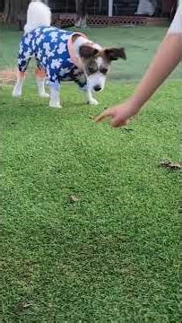 Chewie plays with a jumpy frog at the park