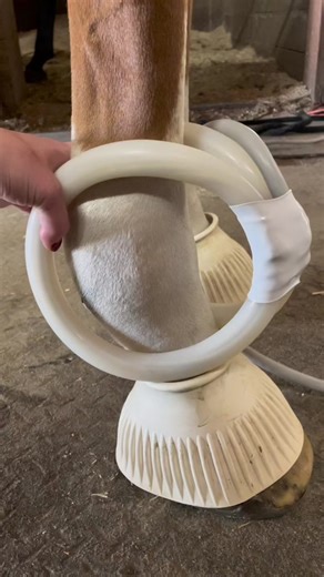 Pulsing ASMR🤌🏻 #pemftherapy #pemf #jlelectrotherapy #pulsetherapy #pemfcomplete #YellowstoneTV #pemfpractitioner #pemfpractitioners #equine #foryou