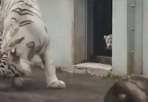 37K views · 1.9K reactions | Cub vs. Parent | Cat Vines | Facebook