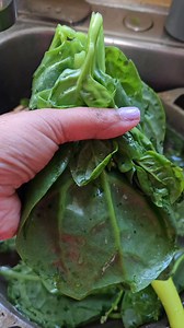 Guyanese Baggie, Fried Fish with Dhal and Jasmine Rice 🍚 😋 😍 Let me know what you think in the comment 😉 👇 | Monica Foster