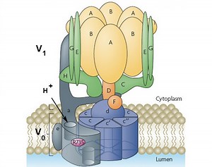 How did molecular machines evolve? Researchers resurrect lost proteins to find out