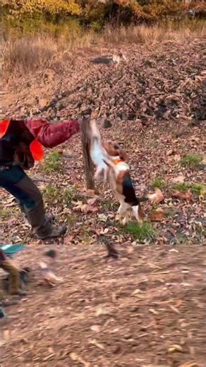 First rabbit hunt of 2025…full video will be up later #rabbithunting #beagle #hunting #wildlife