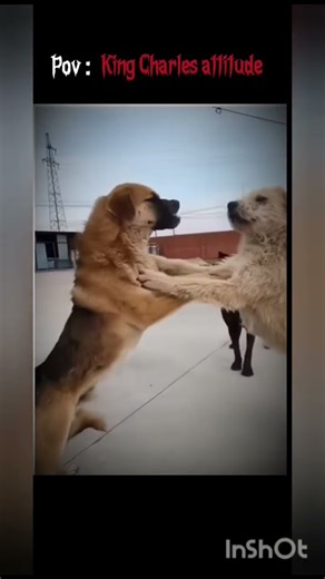 King Charles 🥶 fight with