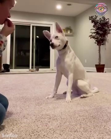 3.7M views · 193K reactions | True love can overcome all obstacles ❤️ | HomeChic | Facebook