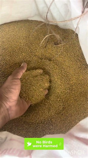 Tail Growing Problem in Country Chickens 🐔 | Subscribers Suggested Nutrition Tips | Farm Reality