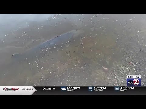 Shiocton under evacuation order as Wolf River flooding brings sturgeon onto shore