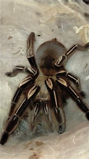 Scary standoff with tarantula #spider #tarantula #invertebrate #reptiles #halloween #foryou