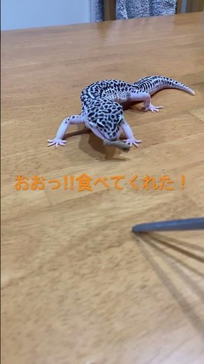 モグモグ！つぶちゃんの餌タイム！ #レオパードゲッコー #爬虫類 #スーパーマックスノー #レオパ #レオパ飼育