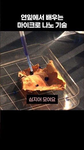 연잎에서 배우는 마이크로 나노 기술?!