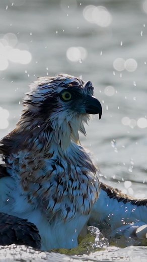 Osprey take a bath 🥵🔥 . . . #wildlife #australia #birds #reelsfypシ #osprey #birdwatching #sonyalpha #brisbane #birdlife #eagles #photography #reels | Hamid Salimyphotography