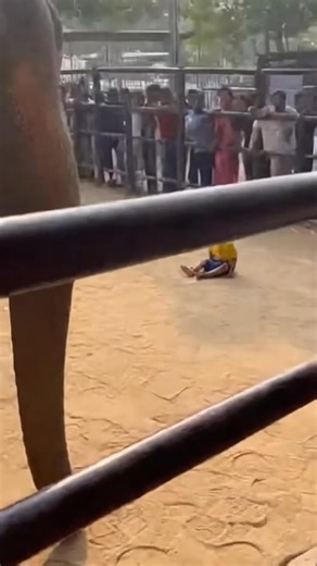 HERO ELEPHANT RESCUES CHILD IN HEART-STOPPING ZOO DRAMA When a little child accidentally falls into the zoo enclosure, this gentle elephant steps in like a true hero — carefully lifting the child with its trunk and safely returning them to their mother. Truly unbelievable… and incredibly heart-touching to watch. #HeroElephant #UnbelievableRescue #HeartStoppingMoments #ZooLife #RealFootage #ViralReels #IndianZoo #AnimalHeroes #MustWatch #FeelGoodMoments #TrueCompassion #EmotionalVideo | Little So