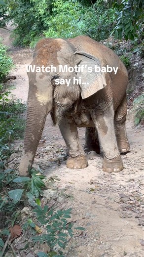 Thank you for helping me rescue Motif! Love that she’s safe! That her baby will be safe at @FOLLOWING GIANTS! Thank you! -Aaron/Planting Peace