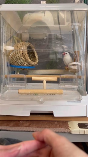 I'm home, Tsuru! (Evening) Thanks for watching the house! #birds #cute little bird #bird #Java sp...