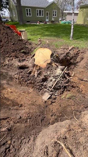 Starting to think this was a bad idea..😂 Digging a massive tree stump 🌲 #Kubota