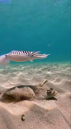 Pyjama Squid Attacks Invisible Flounder!