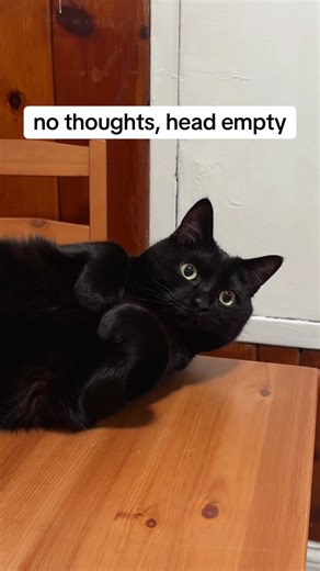 Goofy Cat Moments: A Loving Look at Silly Cats