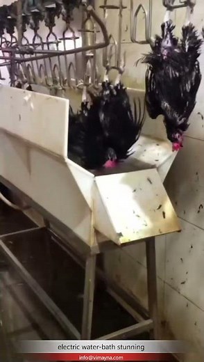 poultry chicken slaughterhouse abattoir electric water-bathing stunning machine