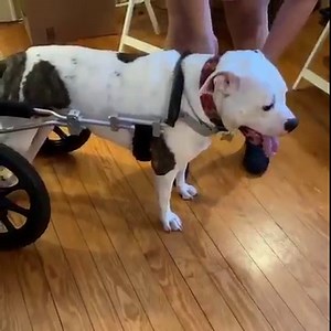 How to use a wheelchair for dogs! | Pigeon - The Wheelchair Pup