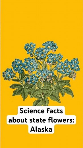 Science facts about state flowers: Alaska | Science News