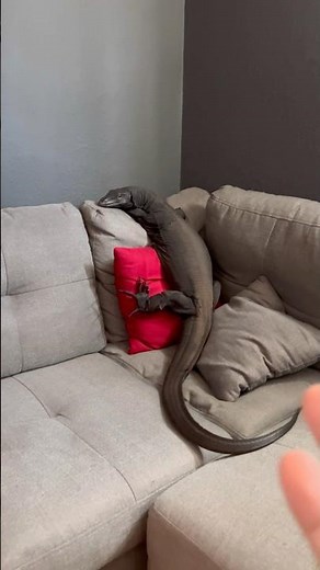 My Asian Water Monitor Lizard Acts Like A Dog, Look At Him! 😂🦎 #reptile #lizard #pet