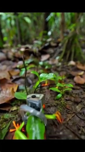 What a Frog Sees in the Amazon Rainforest
