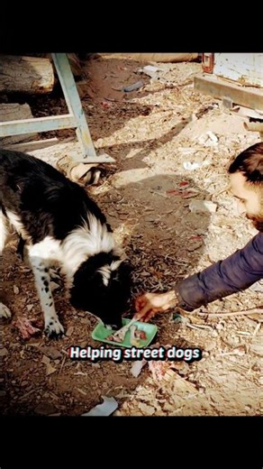 Helping street dogs ❤️‍🩹 | StreetPawsProject