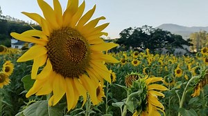 Free video - Sunflower, Flowers, Field, Nature
