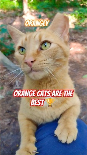 Cute Orange Tabby Cats Get Yummy Treats 😋 #shorts