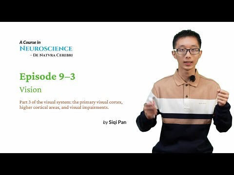 Neuroscience Course - Episode 9–3 Vision