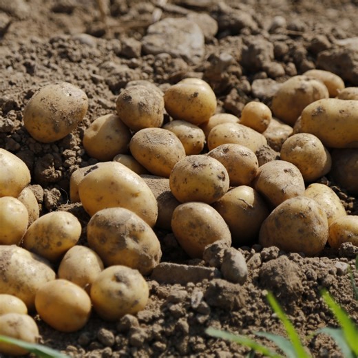 Accurate data is the foundation of real climate action. 📊🌍 That’s why a major food producer partnered with us through our IMPACT NOW services to map and independently verify its full carbon footprint – from operations to farming and transport. Using the Greenhouse Gas Protocol, we helped them gain trusted, transparent data to support their sustainability claims and engage stakeholders with confidence. ✅ Ready to turn climate goals into credible action? Explore more: https://bit.ly/4maeLNH #IMP