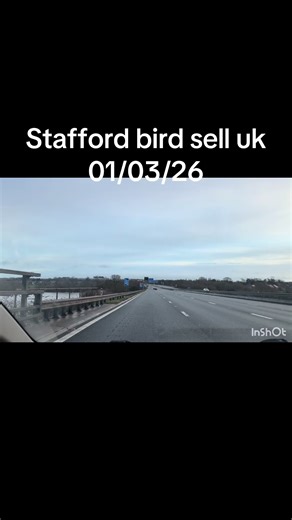 British goldfinch aviary (@goldfinchlovers)’s videos with original sound - British goldfinch aviary