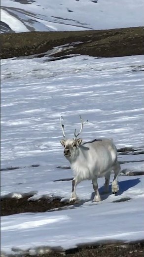 Caribou Migration 🦌 | Reindeer of the Frozen Tundra