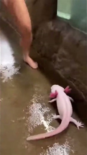 Axolotl risks it all for woman at zoo