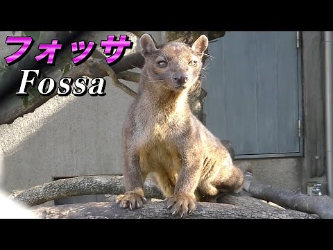 【珍しい動物】マダガスカル最強の捕食者「フォッサ」の生態（Fossa）