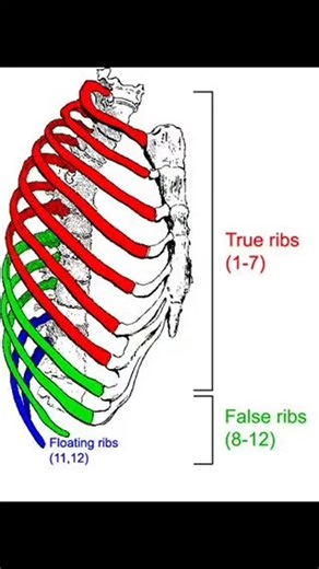 All about Radio | Types of ribs ( True, false and floating) #ribs #anatomy | Instagram