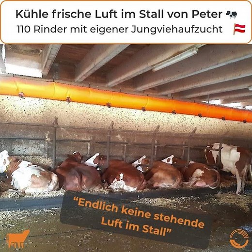 vet.smart.tubes Frischluft-Kühlung für 110 Kühe im Boxenlaufstall
