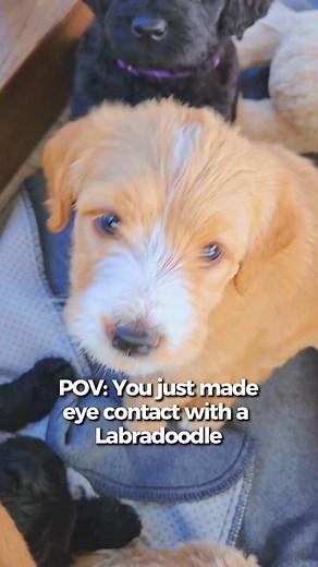 Warning: This video may cause instant puppy fever 🥺🐾✨ Our Labradoodles have mastered the ultimate weapon… those EYES. 👀💘 Raised with love. Full of sweetness. 100% irresistible. Because when a doodle looks at you like this… there’s no turning back 😍🐶 💬 Who else melts the second they see puppy eyes? 📌 It’s a Doodle K9 Service — Where every look tells a love story. #labradoodlelove #labradoodle #labradoodlepuppy ##labradoodlelife #labradoodlenation #labradoodlebreeder #labradoodlenation #la