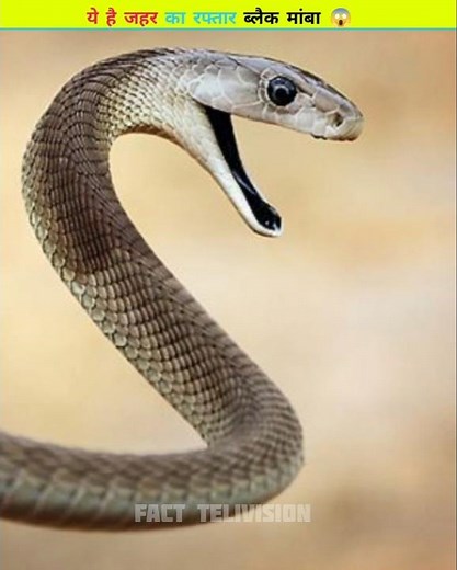 The devil of snake black mamba 😱