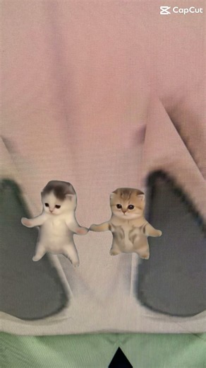I got that feeling Funny cats🤣🤣🤣