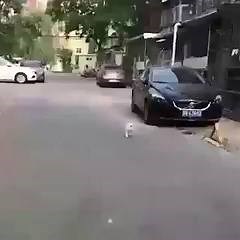 7K views · 33 shares | Cat Walk :) | English Lessons | Facebook