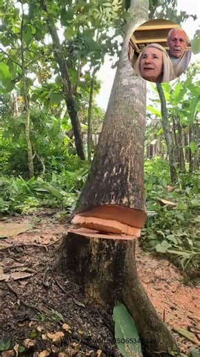 Easy Directional Tree Cutting #howto #tree #chainsaw