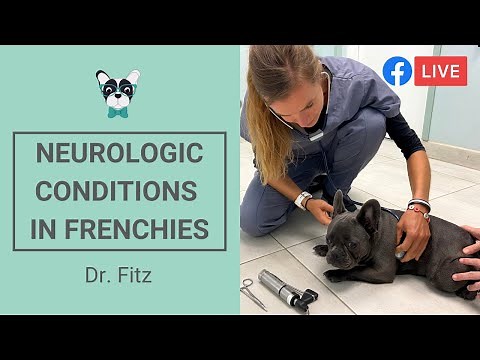 Most Common Neurological Conditions In French Bulldogs